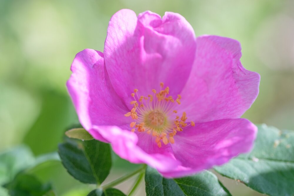 Why Wild rose